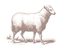 Beef