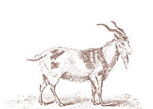 Beef