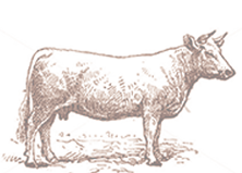 Beef